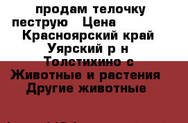 продам телочку пеструю › Цена ­ 13 000 - Красноярский край, Уярский р-н, Толстихино с. Животные и растения » Другие животные   